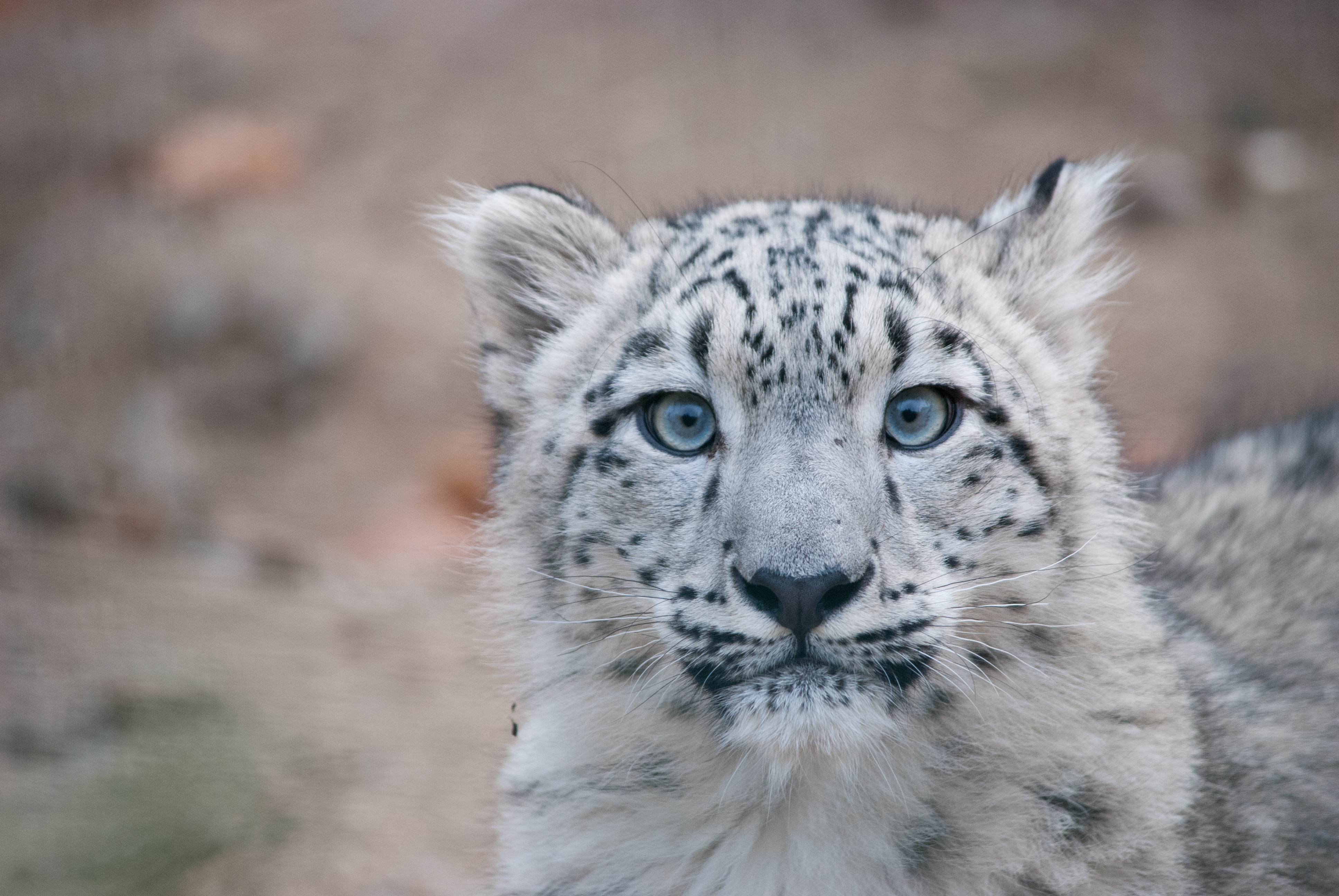 A close up photograph of snow leopard Havranka looking at the camera